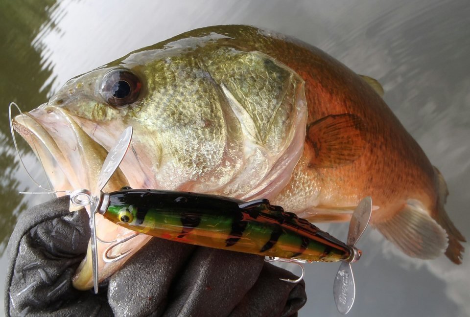 バス ルアー 写真