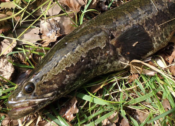 魚のアップ写真