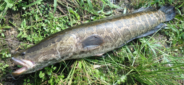 魚のアップ写真