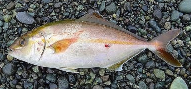 魚のアップ写真