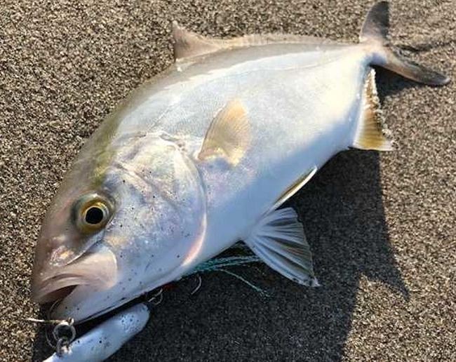 魚のアップ写真