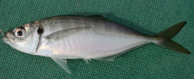 魚のアップ写真