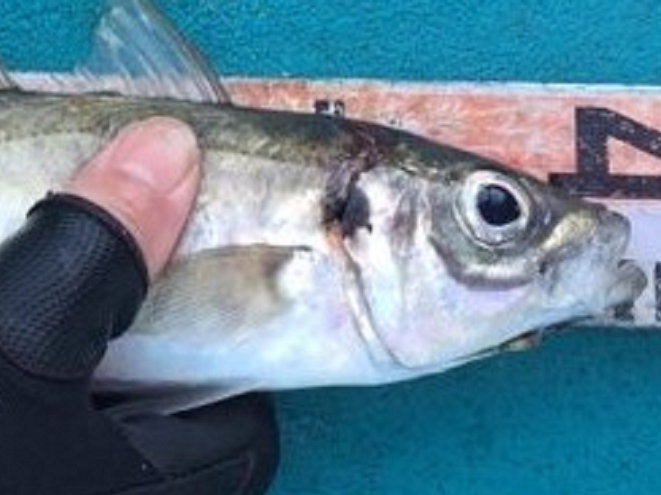 魚のアップ写真