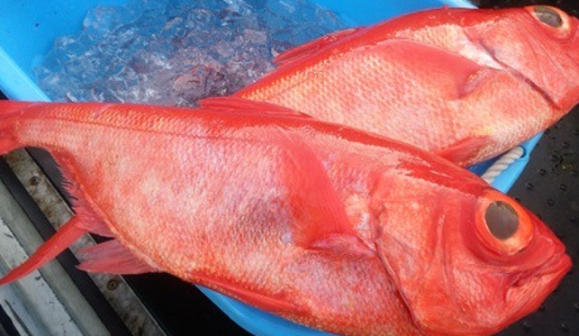 魚のアップ写真