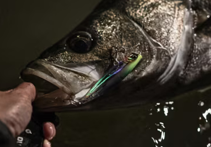 魚とルアーのアップ写真