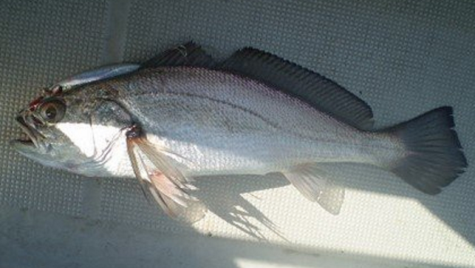 魚のアップ写真