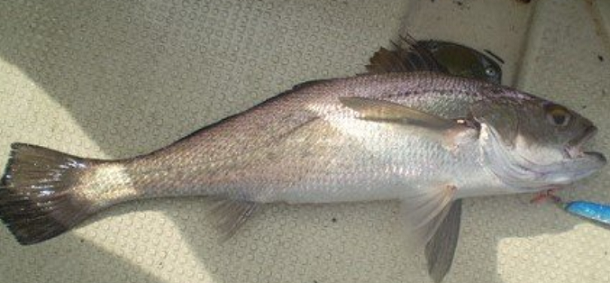 魚のアップ写真