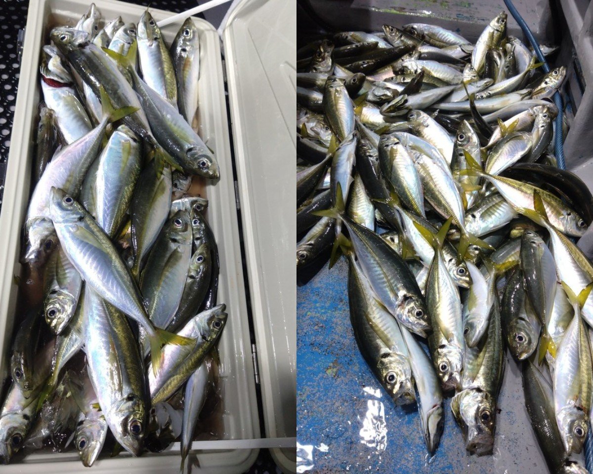 【釣果速報】静岡県興栄丸で特大アジ爆釣！？クーラー満タンの釣果に釣り人大満足！