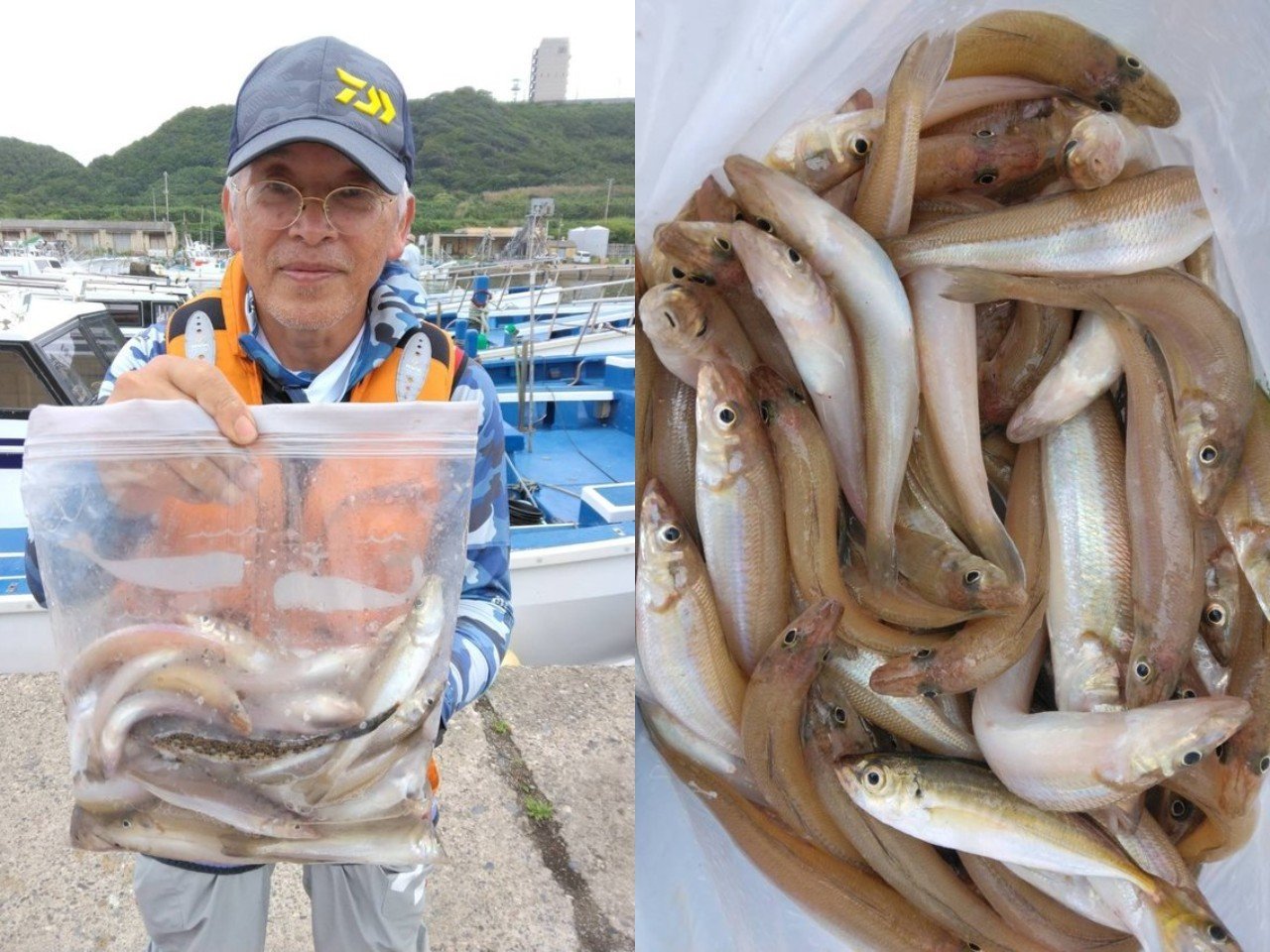  【釣果速報】千葉県隆正丸でシロギス全員ゲットで絶好調！トップ52匹でお土産ばっちり！釣れてる今、行くしかないっしょ！