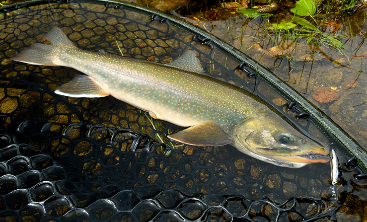 魚とルアーのアップ写真