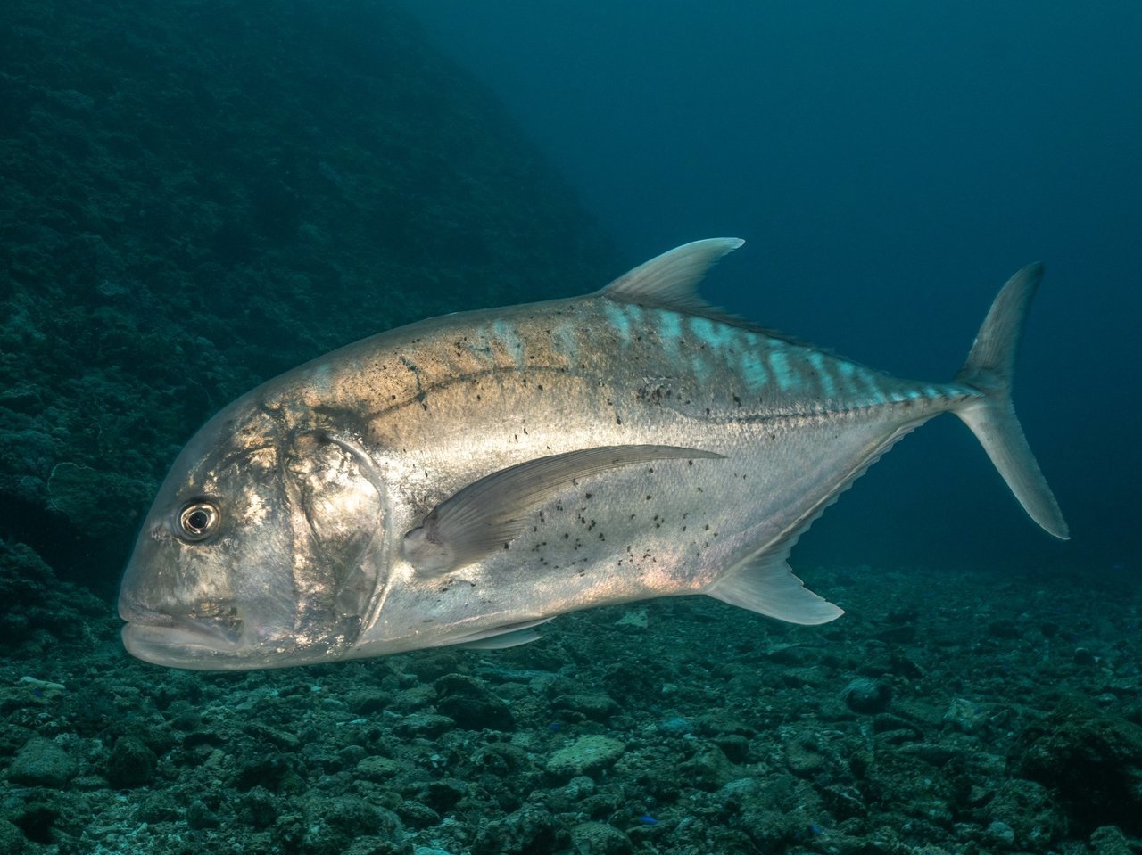 鳥も食べちゃう獰猛すぎる魚！通称GTと呼ばれるロウニンアジの迫力ある衝撃映像はこちら【動画】