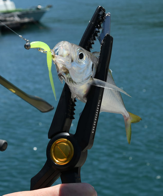 魚と魚バサミのアップ写真