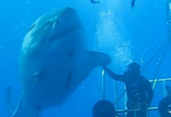 ディープブルーと名付けられた全長6メートルの巨大ザメをご存知ですか 推定50年生きたサメの生きている姿を御覧ください 動画