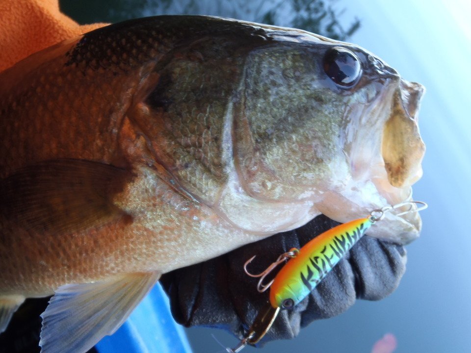 バス　ルアー　写真