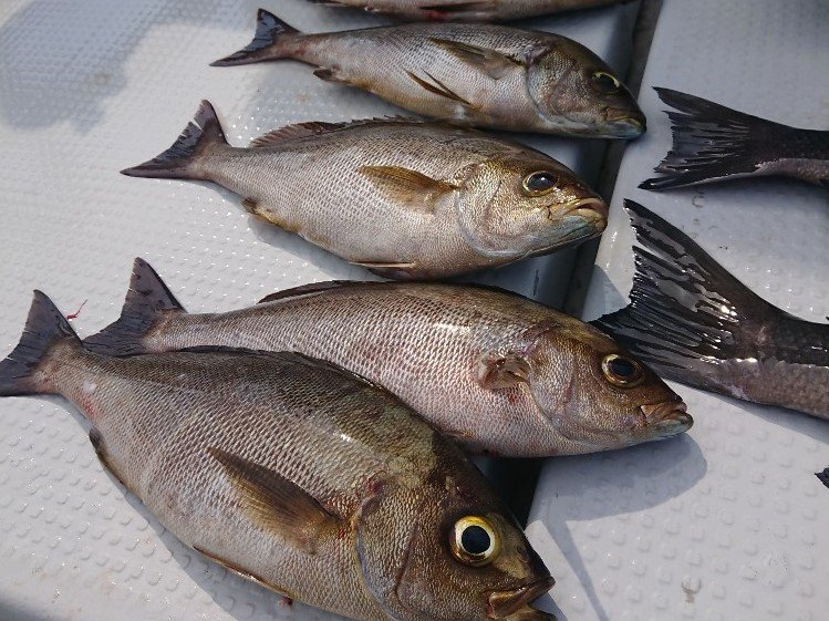 御林が育む真鶴イサキ　引きも食味も格別