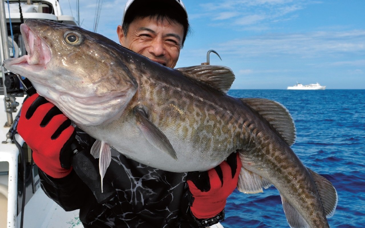 日本海の中深場釣りシーズンイン　美味なるマダラにホッケが乱舞