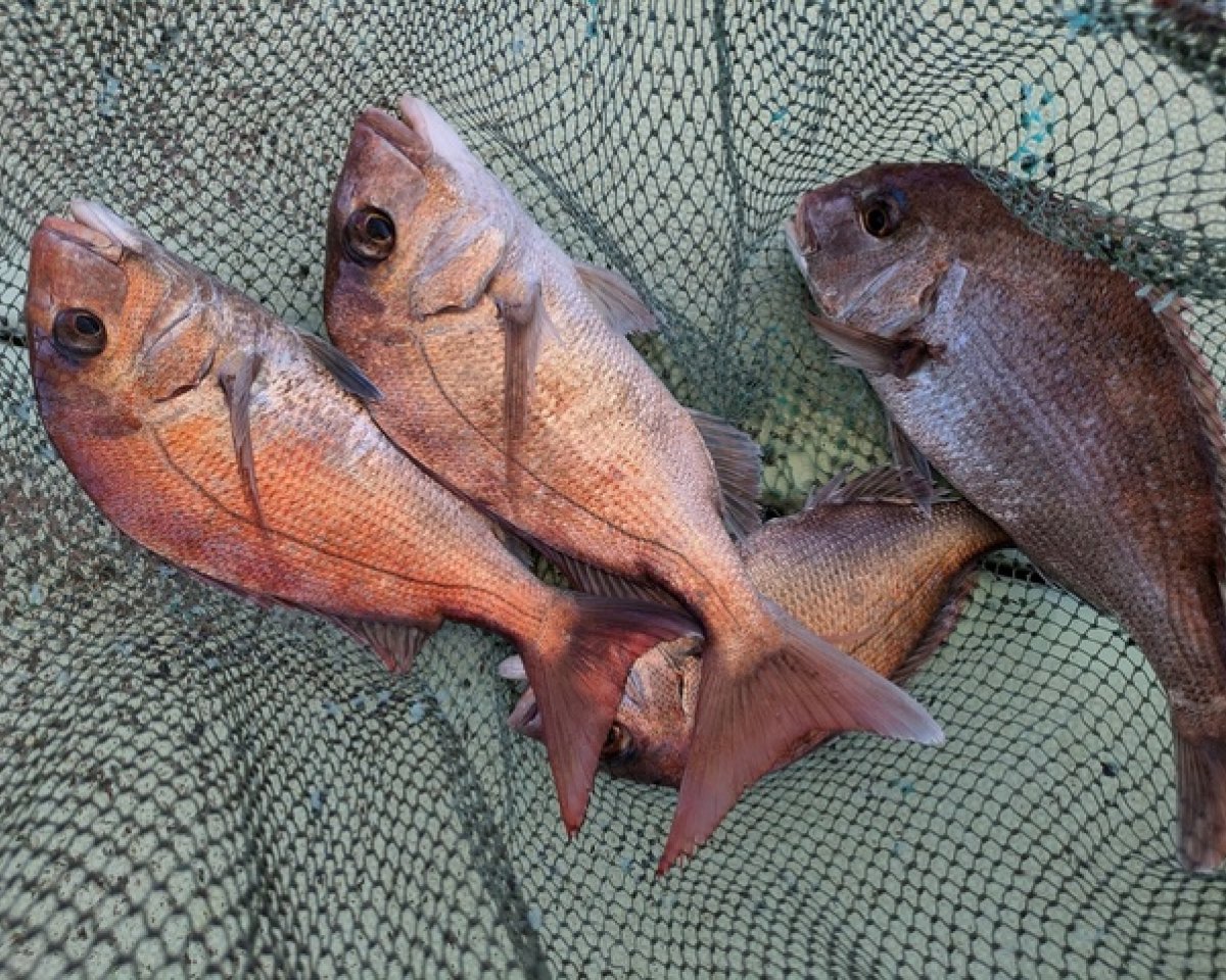 【釣果速報】和歌山県海斗丸でマダイ・アジ・マサバなど多彩な魚種をゲット！数も型も大満足で釣り客全員テンションMAX！