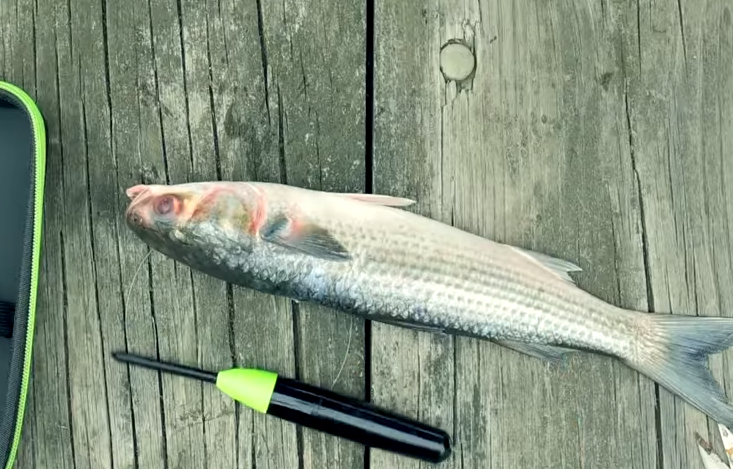 あなたはどう思う 死んだ魚をゾンビのように蘇らせる新しいルアー ゾンベイト は釣り人に受け入れられるのか 動画 Sotoshiru ソトシル