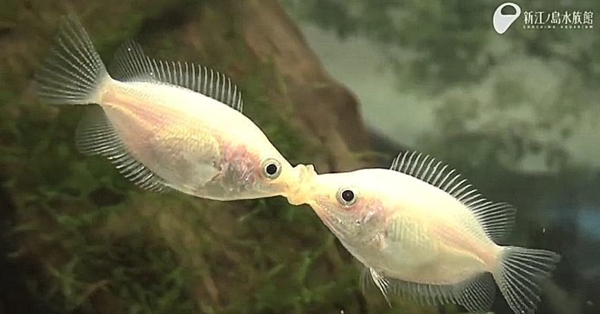 キッシンググラミーという熱帯魚をご存知ですか キスする姿が可愛い魚です