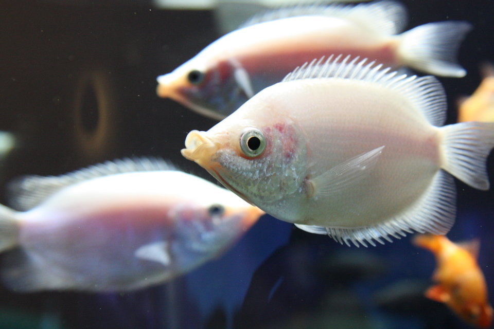 キッシンググラミーという熱帯魚をご存知ですか キスする姿が可愛い魚です