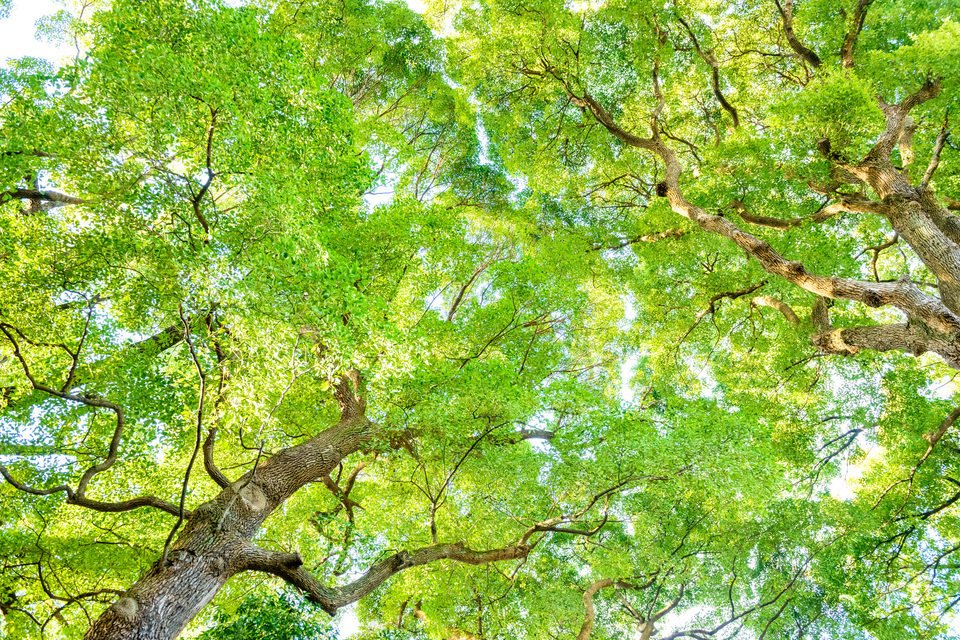 クスノキ　写真