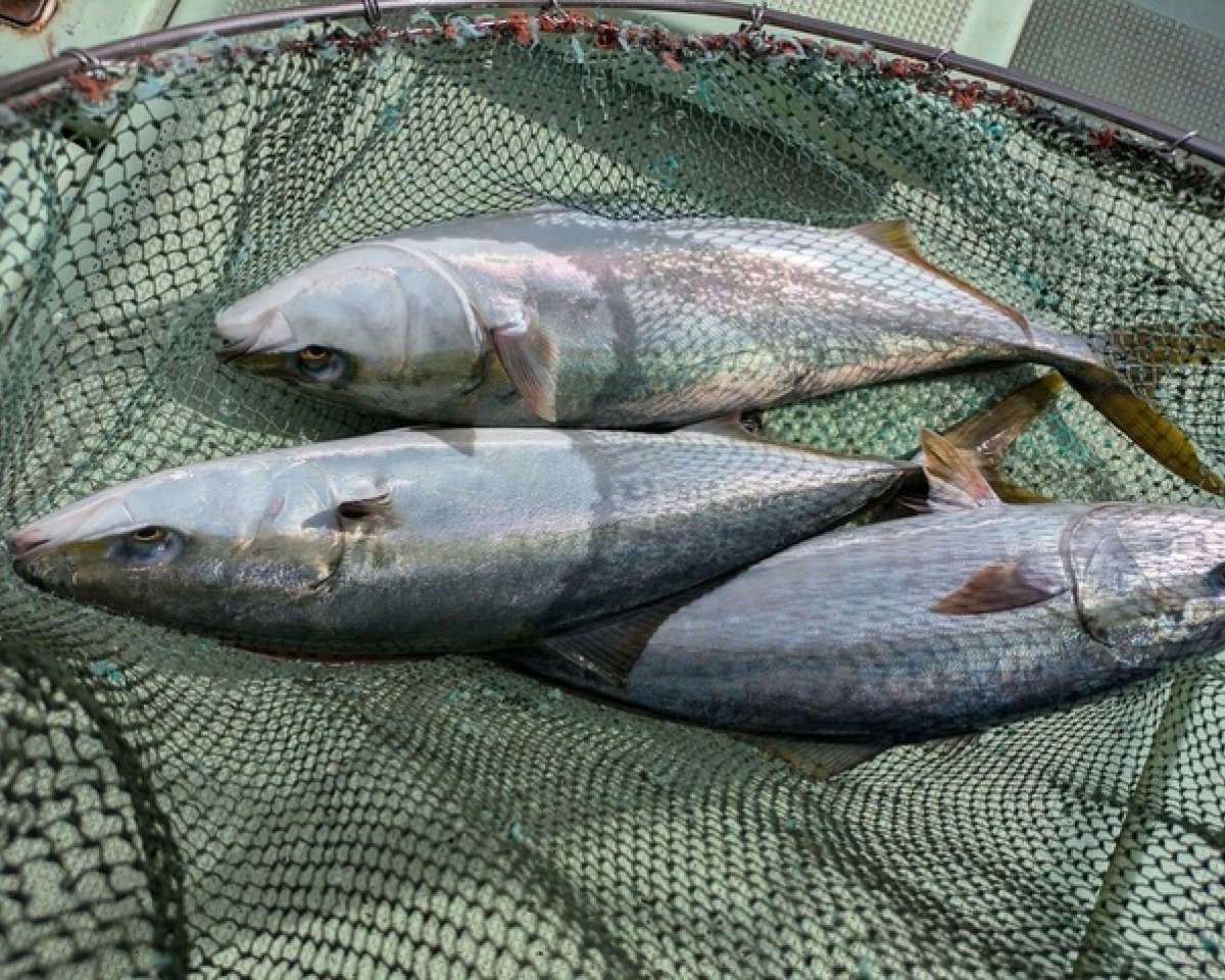 【釣果速報】和歌山県海斗丸でメジロ・アジなど多彩な魚種をゲット！数も型も大満足で釣り客全員テンションMAX！