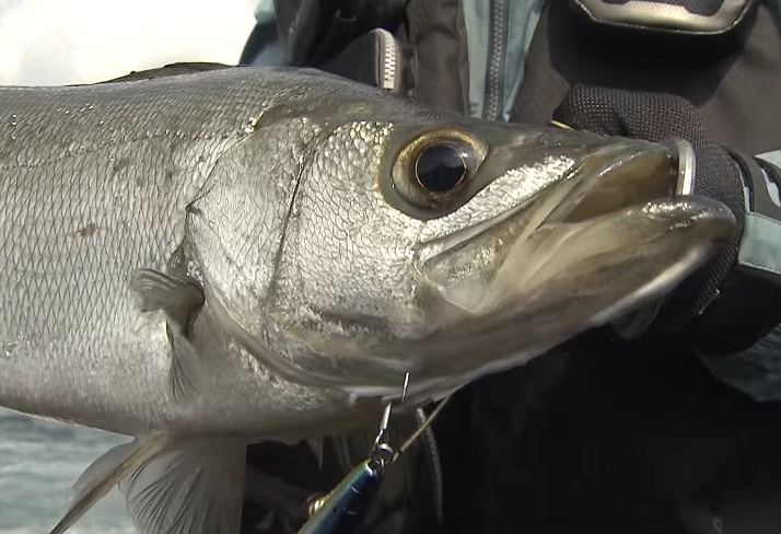 高級魚ヒラスズキを磯で狙おう その生態から釣り方 おすすめルアー ロッド リール ラインまで一挙大特集 Sotoshiru ソトシル