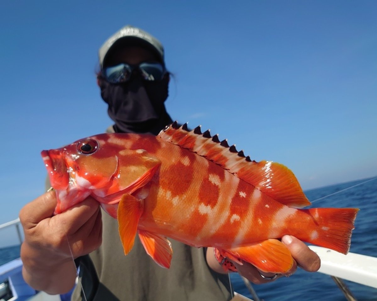 【釣果速報】ウネリのなかでも着実に良型35㎝アカハタをゲット！神奈川県丸伊丸に乗ってアカハタをたくさんゲットしよう！