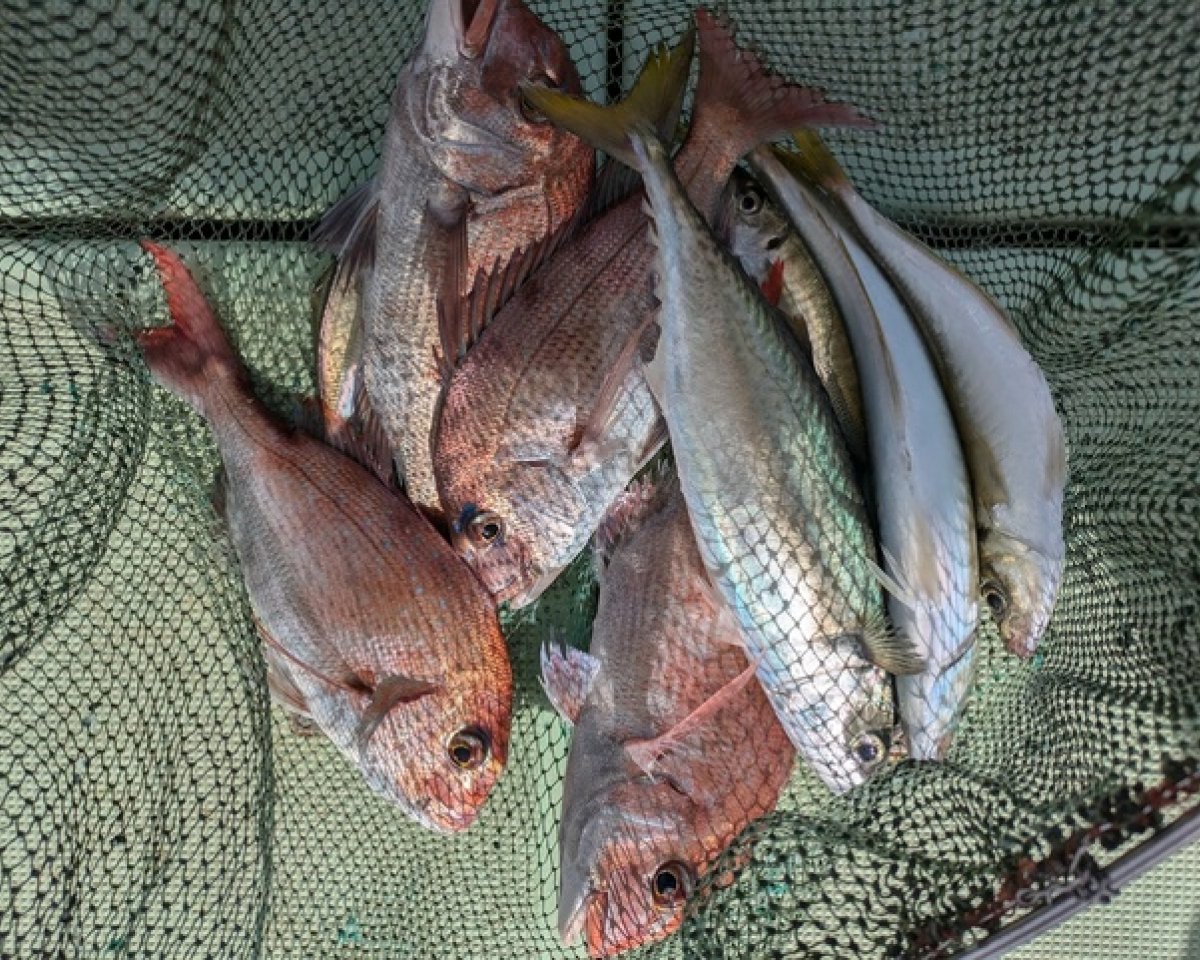 【釣果速報】和歌山県海斗丸でタイ・ブリ・サワラなど多彩な魚種をゲット！数も型も大満足で釣り客全員テンションMAX！