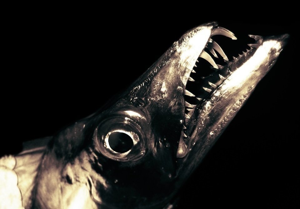 タチウオ　画像