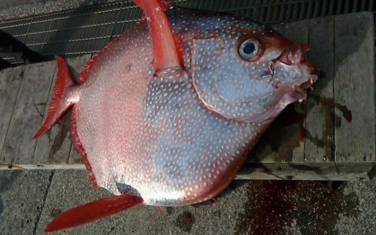 【超速報】神奈川県三浦半島沖で伝説の巨大魚・アカマンボウ釣れる!!!