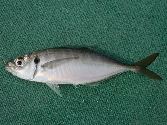 タナを上げて大型狙い　走水沖のアジ食い活発