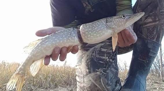 マナーの悪い釣り人が罪のない小さな命を奪う！？釣りの環境破壊が問われる今、釣り人が守るべきマナーとは？？｜釣りまとめアンテナ