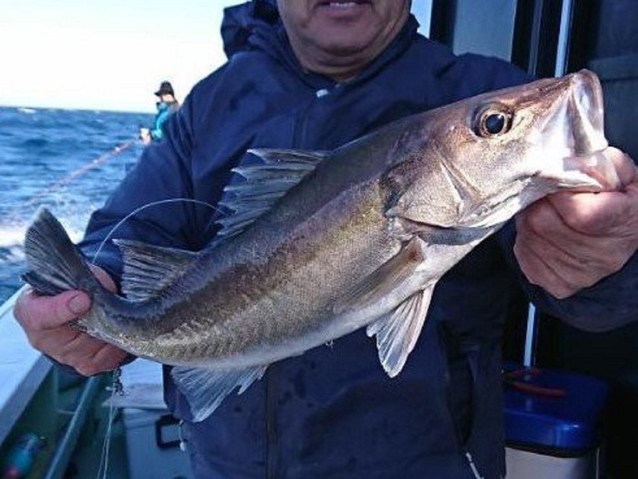 アラってクエのこと 2種類の違う魚なのに呼び名がまぎらわしい そんな魚をご紹介します 釣りまとめアンテナ