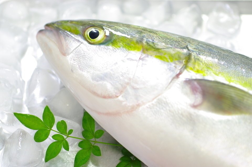 ハマチ　ブリ　写真