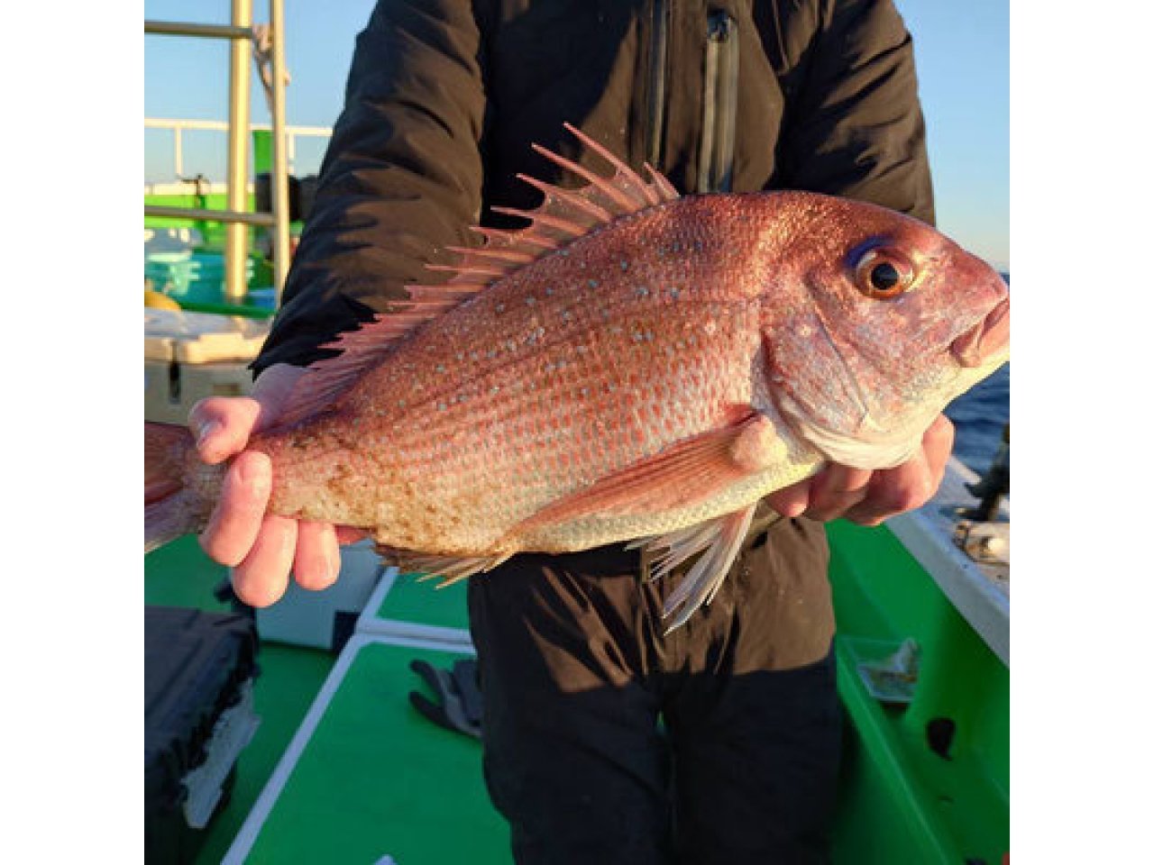 【釣果速報】茨城県弘漁丸でマダイ全員GETでボウズなし！竿頭10匹！弘漁丸ならお土産確保間違いなし！