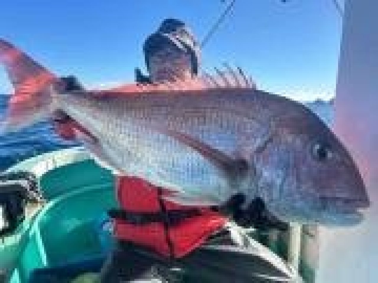 【釣果速報】静岡県富八丸でマダイ・カイワリ・メダイと人気魚種続々ゲット！いろいろな魚との出会いを楽しみたい人は即予約を！