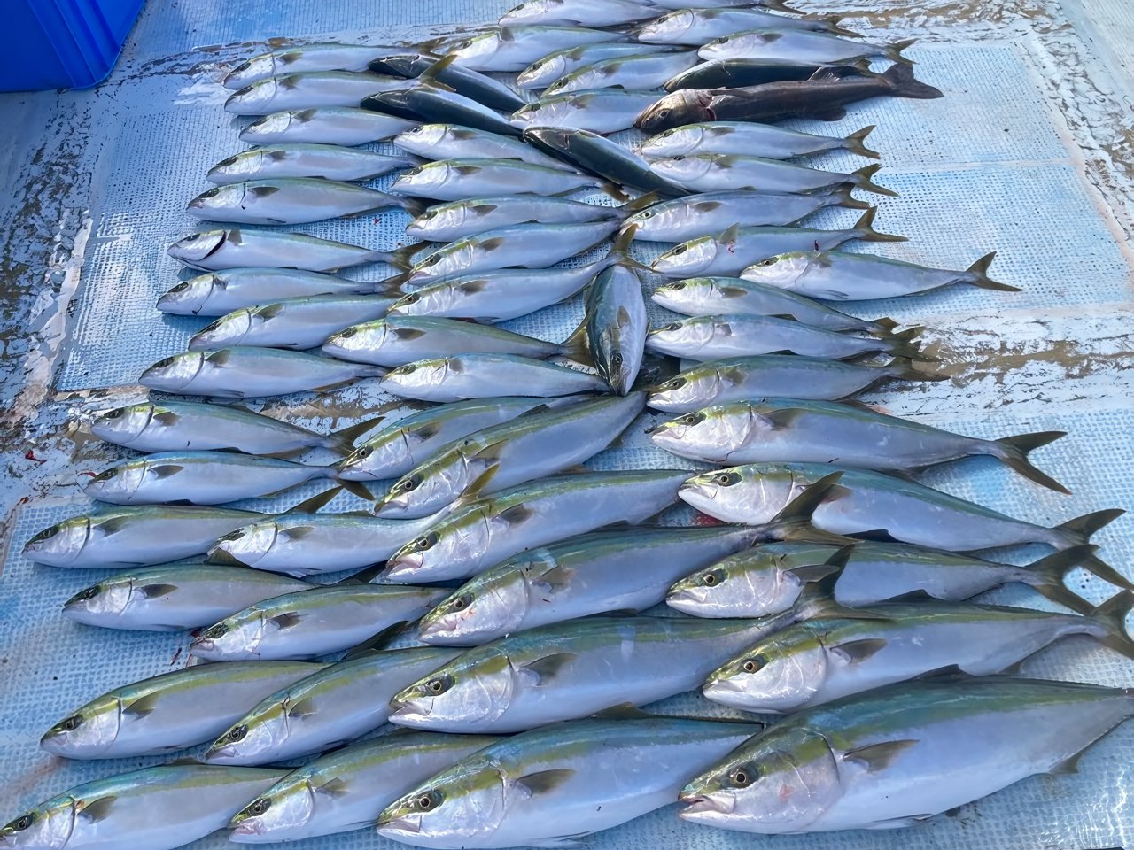 【釣果速報】兵庫県こうじん丸でヒット連発＆ドデカい77cmハマチをゲット！自己記録更新を狙うなら今すぐ乗船だ！