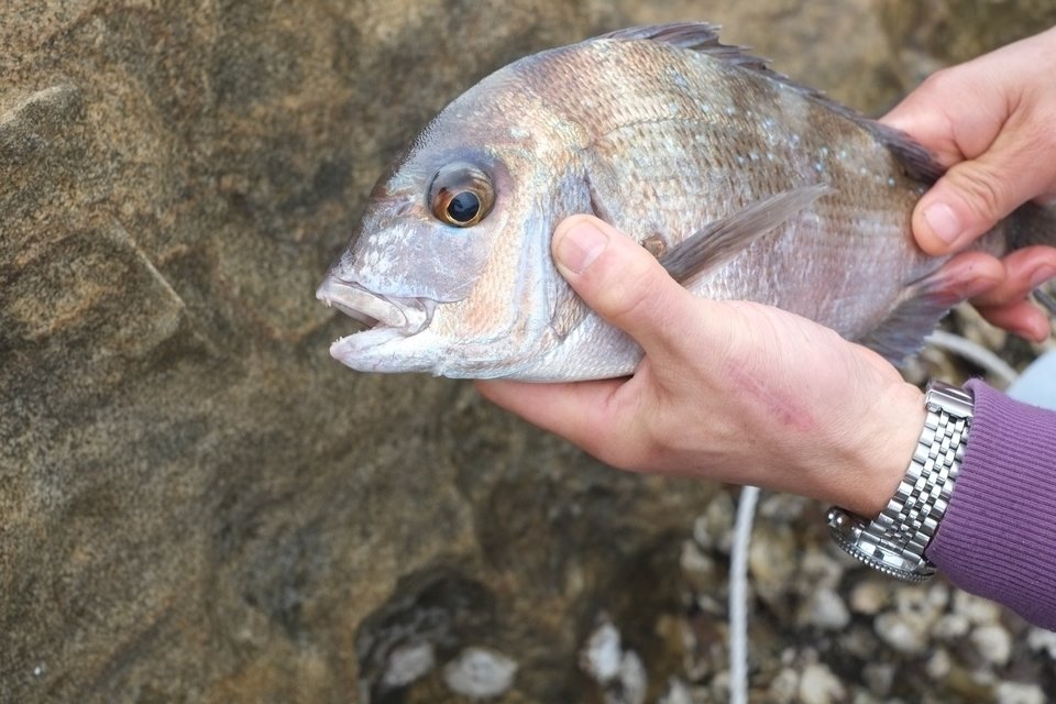 最近流行りのビニールの疑似餌を使ったマダイ釣り 単純なのに奥が深い そのやり方やコツをご紹介します