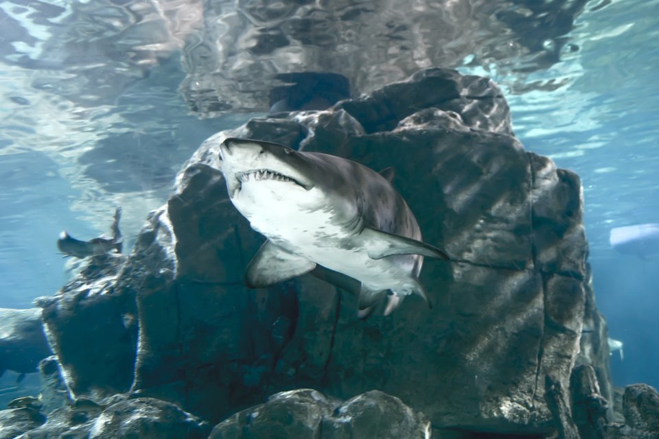サメとフカって違う生き物 実は地方によって呼び名が違うサメについて徹底解説 釣りまとめアンテナ