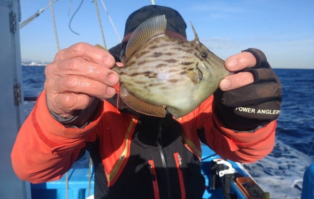 【釣果速報】千葉県福丸で極上の肝パンカワハギをゲット！サイズも26cmを筆頭にビッグサイズ主体！冬の味覚をいち早くゲットしよう！