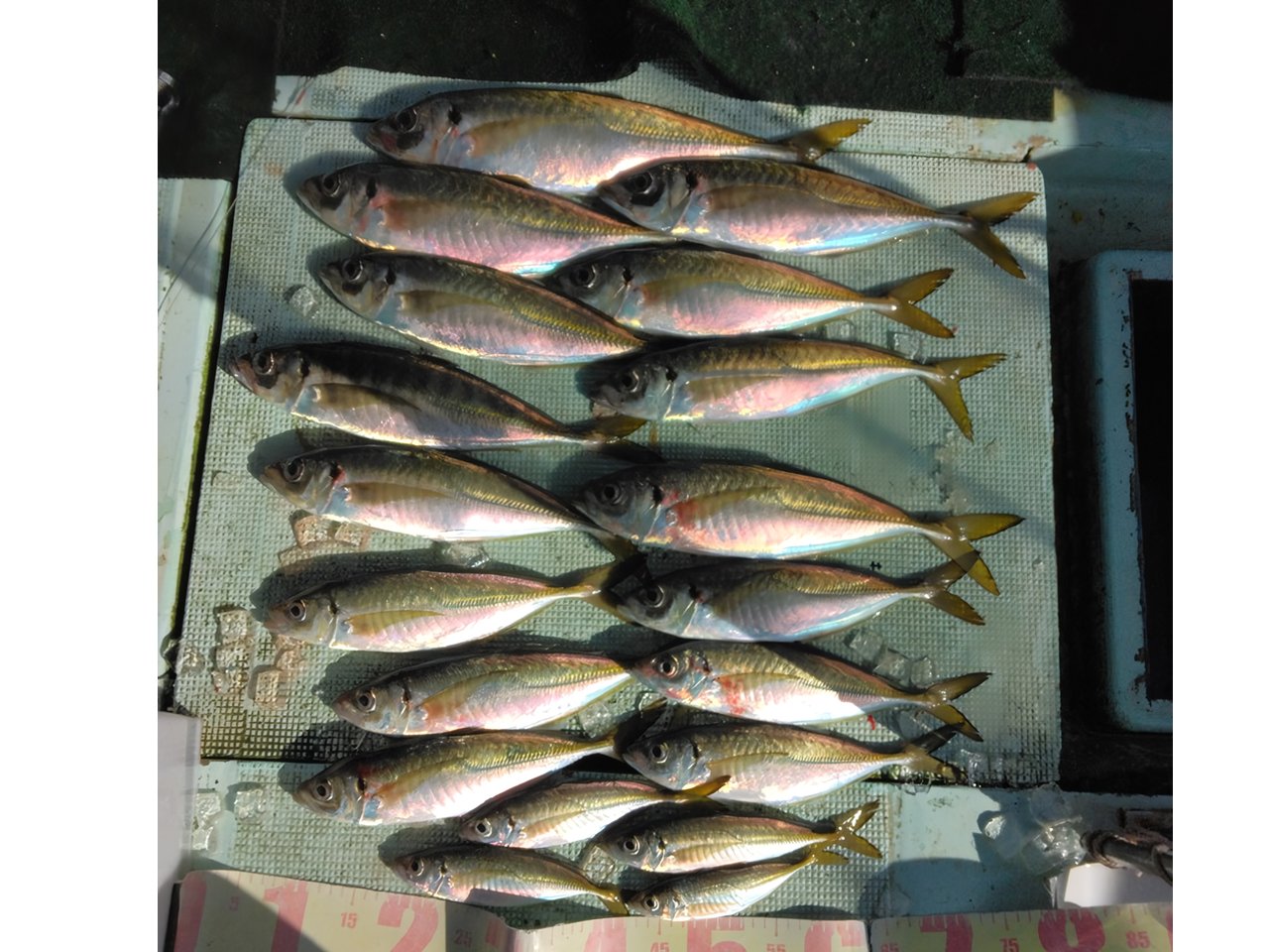 【釣果速報】和歌山県一栄丸で今日もギガアジ釣れる！釣り人憧れの巨大アジを狙うなら今すぐ乗船予約をしよう！