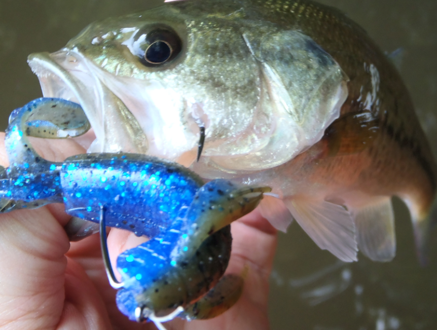 バス　ワーム　フック　写真