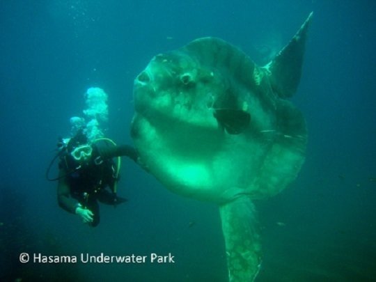 マンボウ　ダイバー　写真