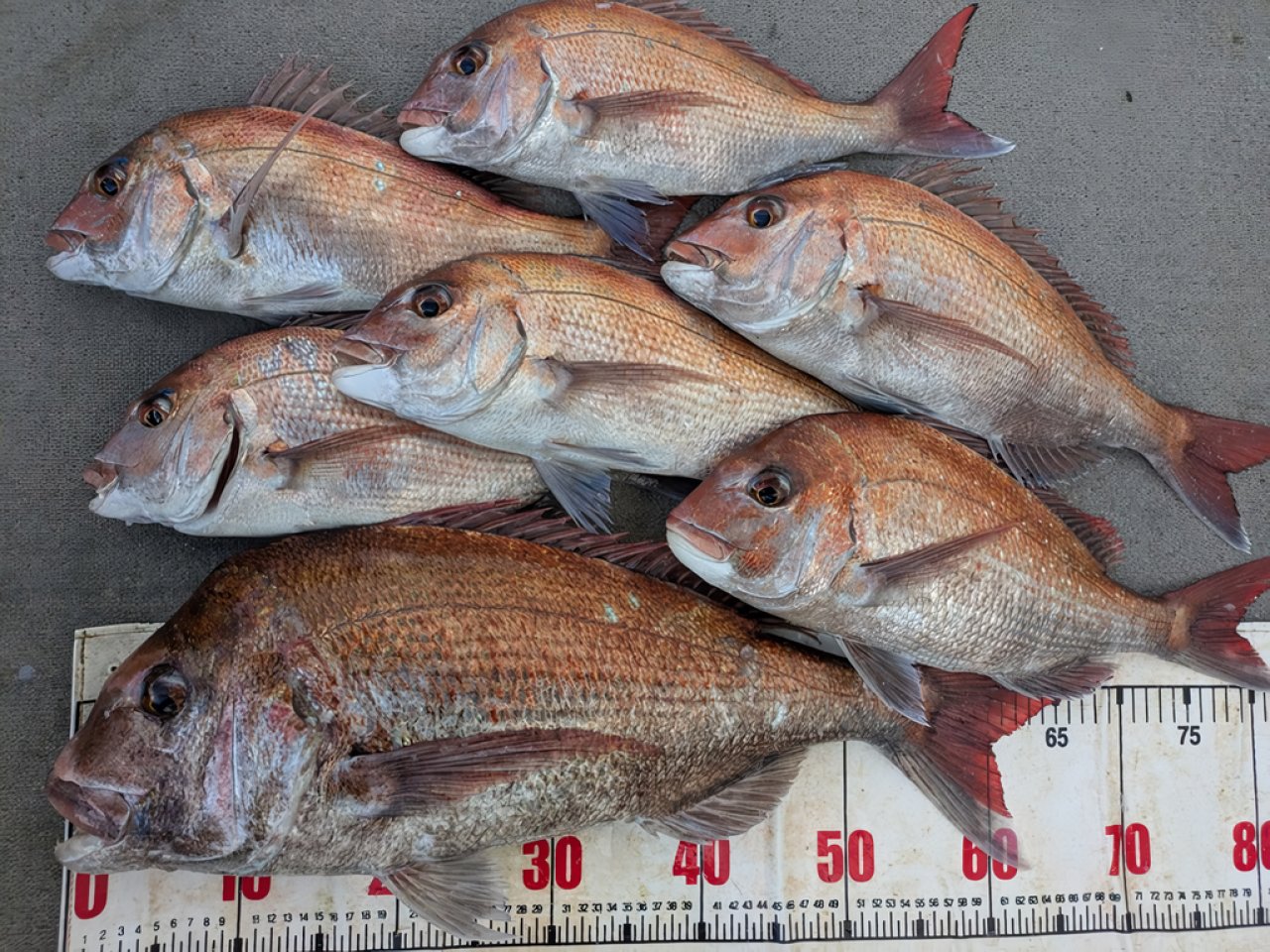 【釣果速報】これはめでタイ！和歌山県海斗丸でナナマルサイズのマダイゲット！今すぐマダイ天国に直行だ！