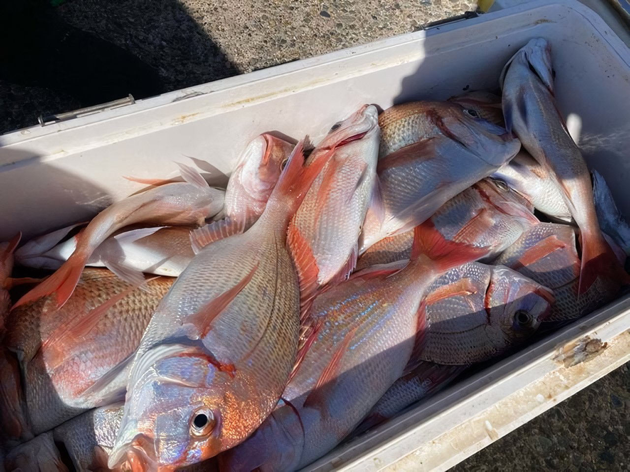 【釣果速報】千葉県太幸丸でハナダイ大漁！アタリ爆発でトップは36匹！今すぐハナダイ天国に直行だ！