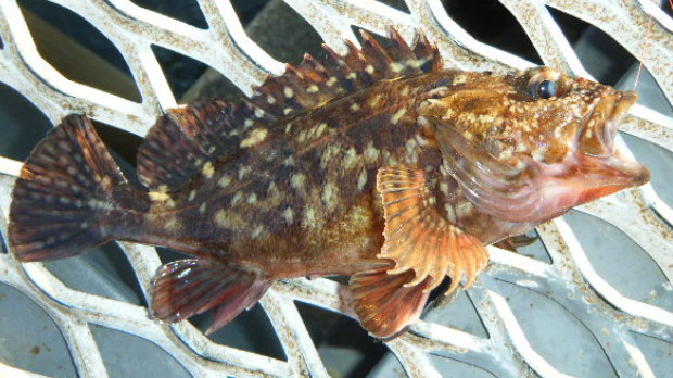 魚のアップ写真