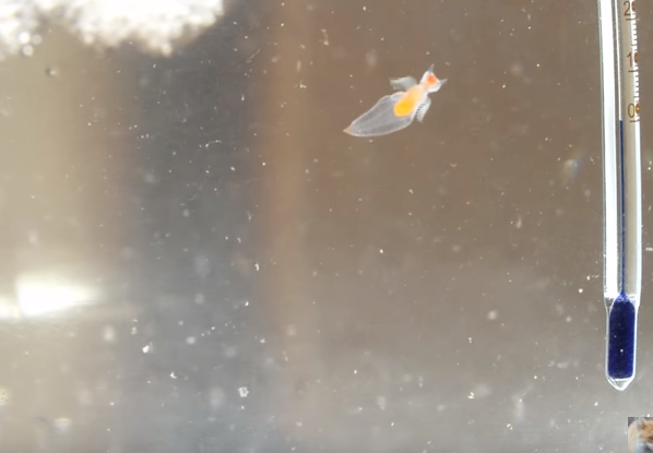 クリオネ　写真