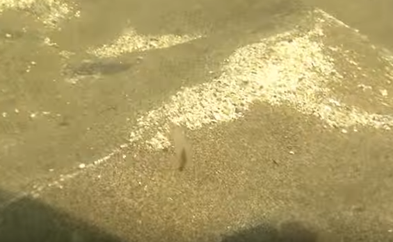 クリオネ　写真