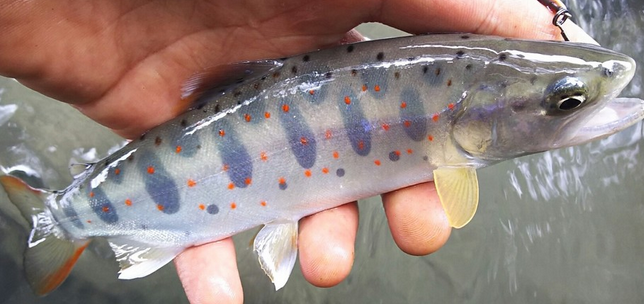 魚のアップ写真